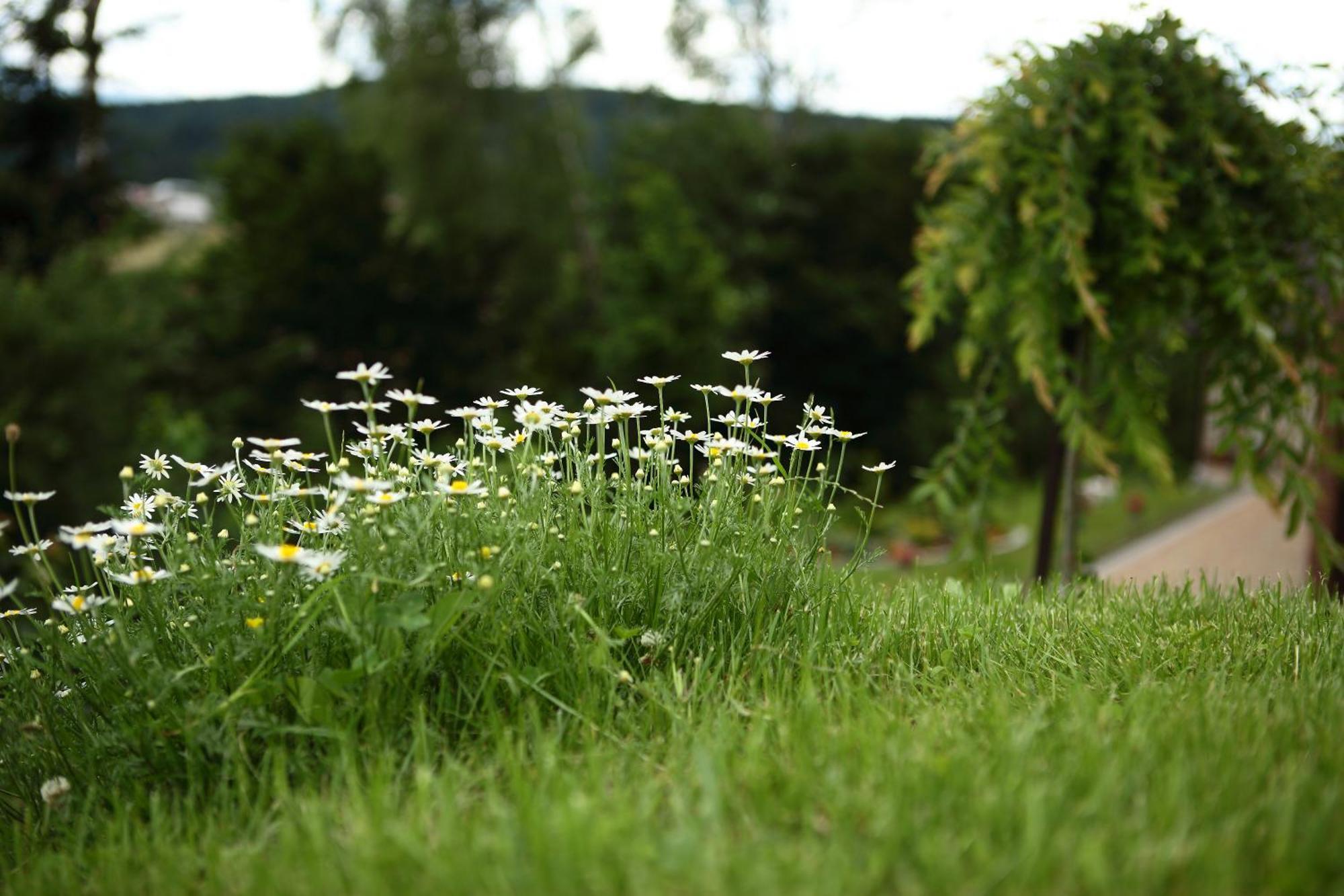 Favar Carpathians Skhidnytsia المظهر الخارجي الصورة